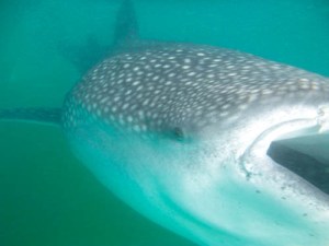 Whale shark up close and personal!