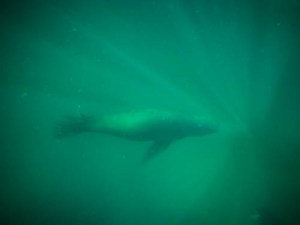 Up close and personal with a sea lion!
